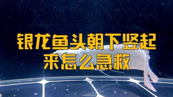 龍魚頭部受傷后如何快速恢復？：微信公眾平臺龍魚受傷恢復全攻略水質調節與護理技巧