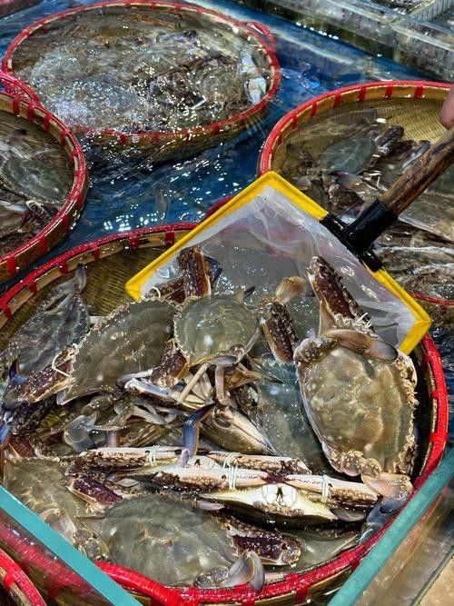 寧波龍魚市場的價格如何？：寧波龍魚市場價格分析