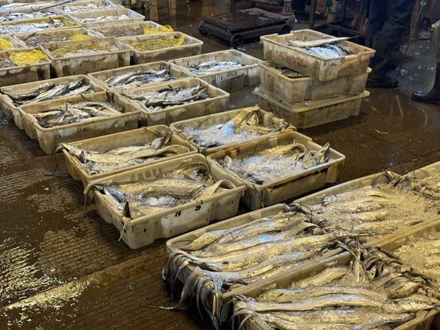寧波龍魚市場的價格如何？：寧波龍魚市場價格分析