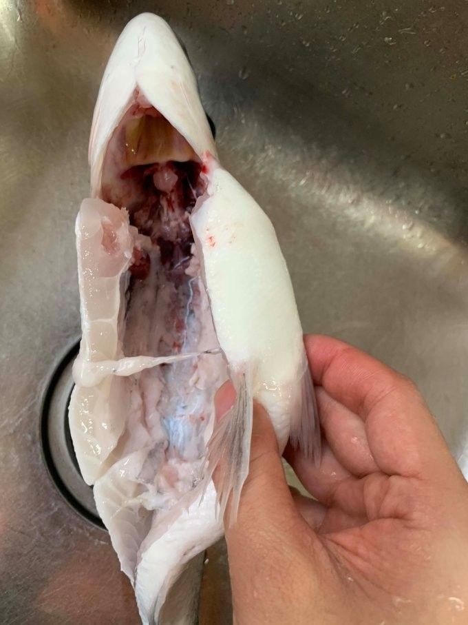 寧波龍魚市場的價格如何？：寧波龍魚市場價格分析