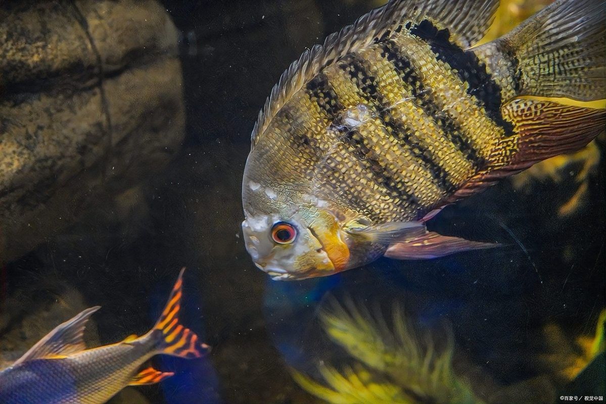四大神獸魚混養適合新手嗎？：四大神獸魚混養對于新手來說是否適合？ 四大神獸魚混養適合新手嗎？：四大神獸魚混養對于新手來說是否適合？ 龍魚百科 第1張