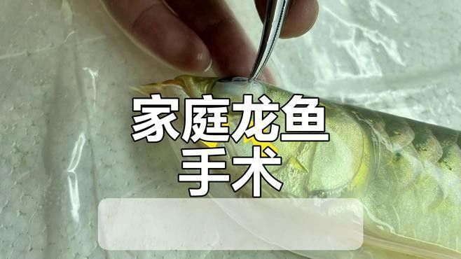 龍魚手術后眼睛多久能恢復：龍魚手術后的眼睛恢復時間