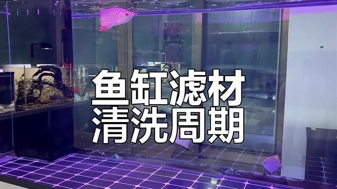 龍魚缸多久清洗一次濾材？：魚缸濾材清洗頻率取決于多種因素，魚缸濾材清洗頻率大揭秘