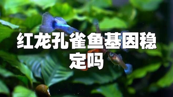 如何辨別紅龍魚苗的血統(tǒng)：如何鑒別紅龍魚苗的血統(tǒng)