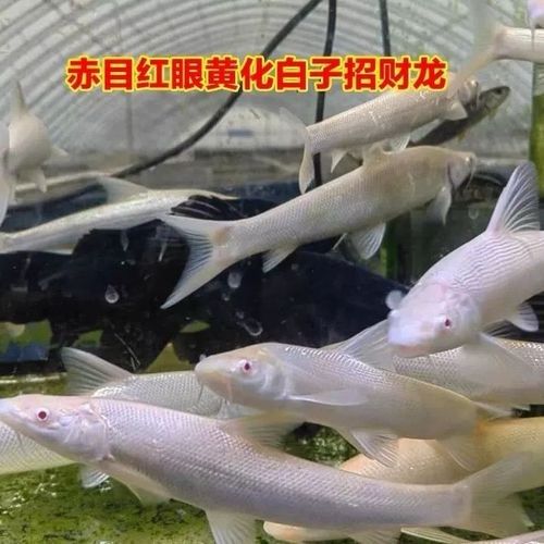 白子招財龍魚混養的最佳伙伴有哪些？：白子招財龍魚混養的最佳伙伴