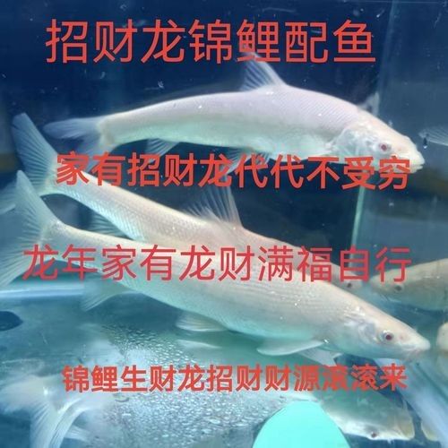 白子招財龍魚混養的最佳伙伴有哪些？：白子招財龍魚混養的最佳伙伴