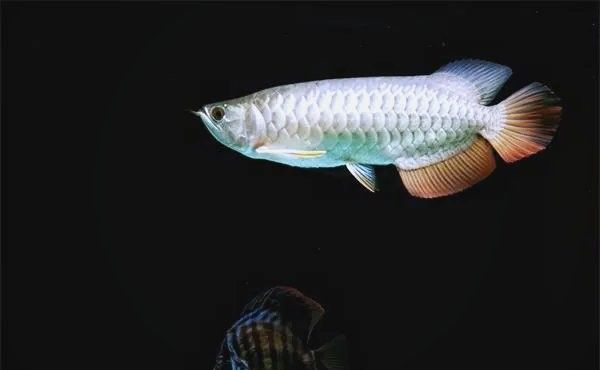 白子招財龍魚混養的最佳伙伴有哪些？：白子招財龍魚混養的最佳伙伴