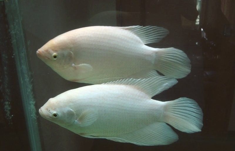 白子招財龍魚混養的最佳伙伴有哪些？：白子招財龍魚混養的最佳伙伴