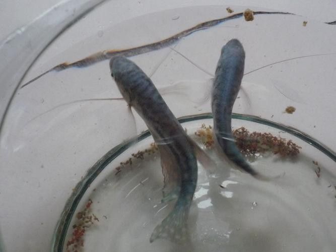 如何區(qū)分不同品種的藍(lán)龍魚：如何區(qū)分不同品種的龍魚