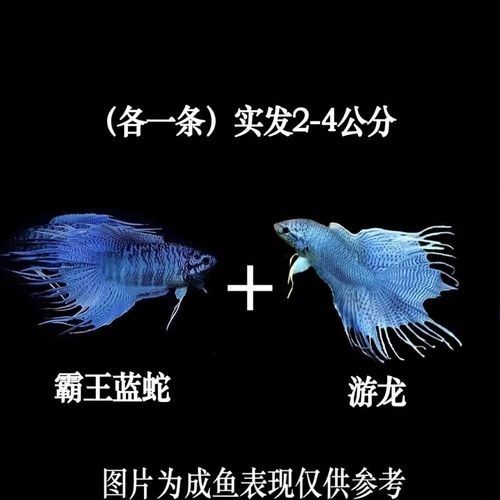 如何區(qū)分不同品種的藍(lán)龍魚：如何區(qū)分不同品種的龍魚