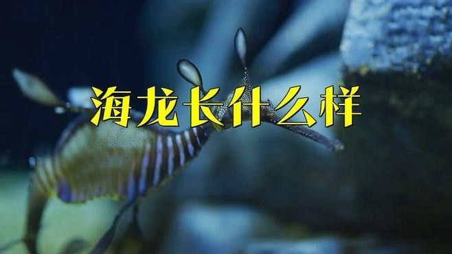 淡水海龍魚需要多大的水族箱：關于淡水海龍魚所需的水族箱大小的建議 淡水海龍魚需要多大的水族箱：關于淡水海龍魚所需的水族箱大小的建議 龍魚百科 第1張