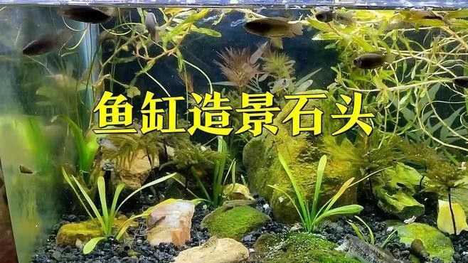金龍魚未來發(fā)展：金龍魚的未來國際擴張藍圖（金龍魚國際擴張戰(zhàn)略） 金龍魚未來發(fā)展：金龍魚的未來國際擴張藍圖（金龍魚國際擴張戰(zhàn)略） 水族問答 第2張