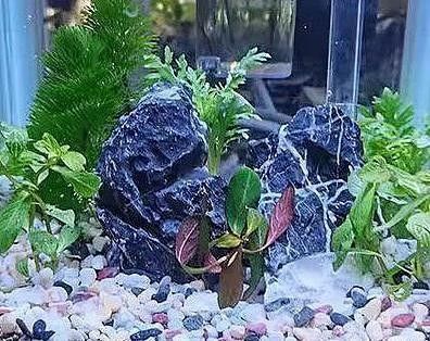 龍魚缸造景需要哪些材料？：天山可可雷龍魚新家大揭秘一米五五大缸造景全攻略