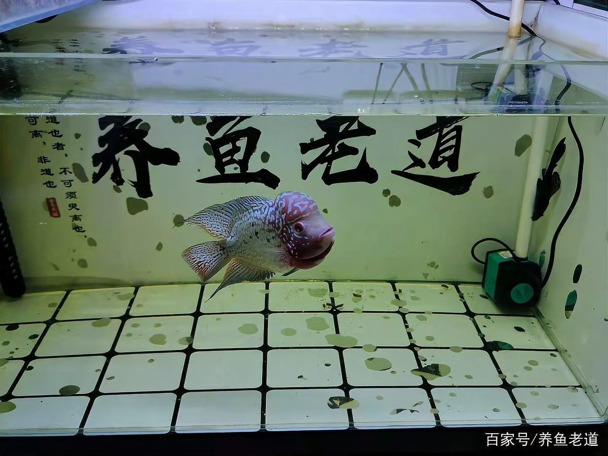 如何區(qū)分龍魚真菌病和寄生蟲感染？：龍魚真菌病和寄生蟲感染會(huì)自愈嗎？