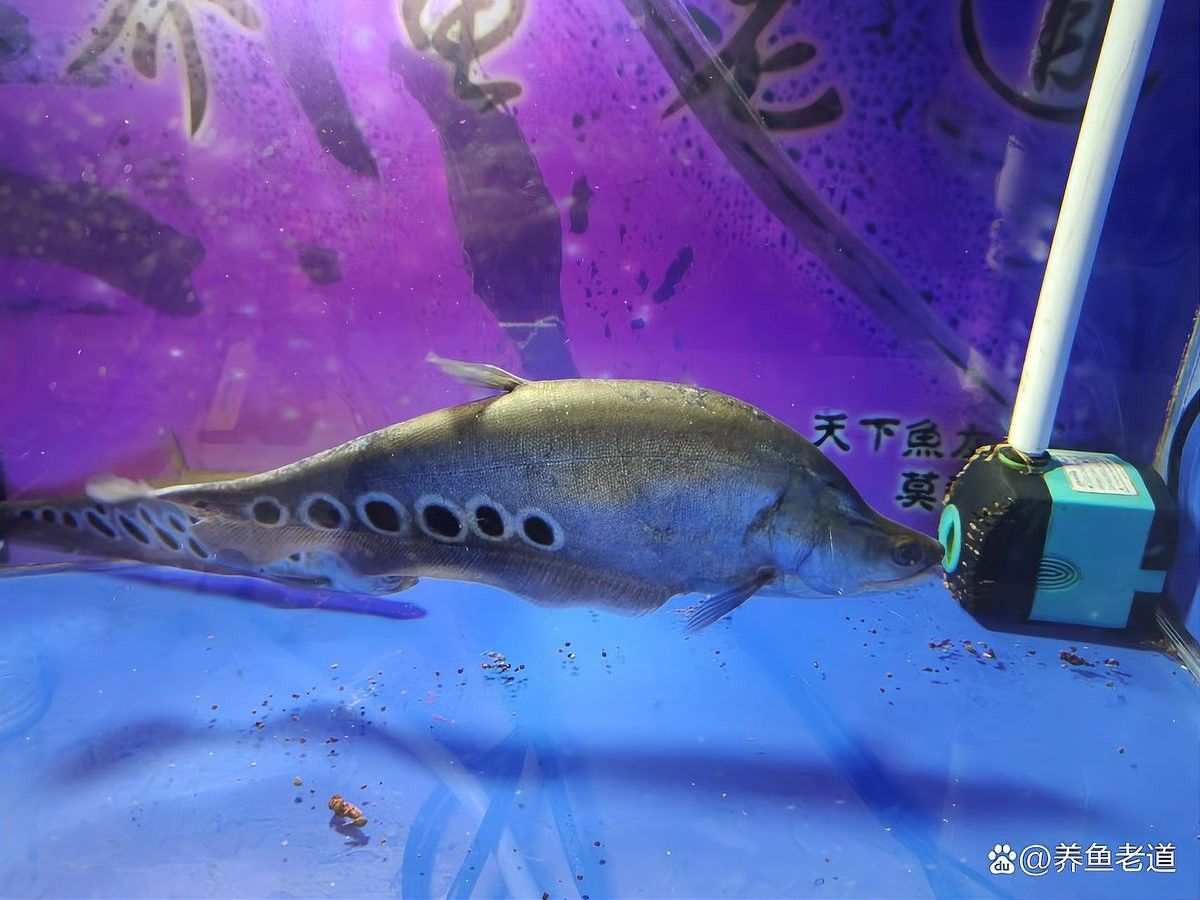 龍魚(yú)冬天多久換一次水：龍魚(yú)冬季換水頻率和換水次數(shù)