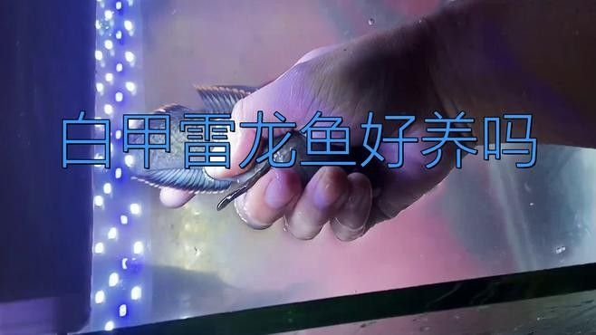 哪種白色雷龍魚最適合新手：新手養雷龍魚哪些品種好養白色雷龍魚哪些品種好養嗎