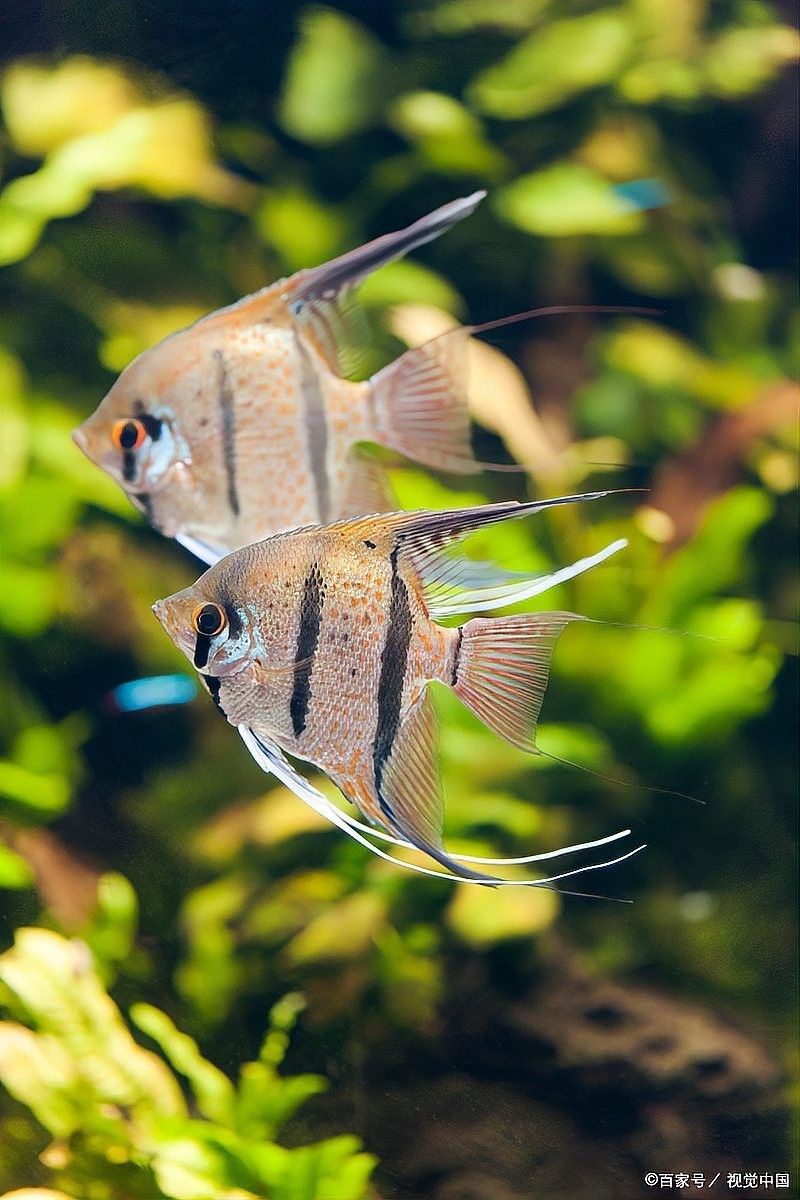 龍魚和神仙魚混養需要多長時間適應：龍魚和神仙魚混養的注意事項