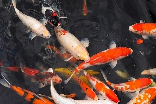 龍魚肚子鼓脹會自行恢復嗎：龍魚肚子鼓脹怎么辦 龍魚肚子鼓脹會自行恢復嗎：龍魚肚子鼓脹怎么辦 龍魚百科 第5張