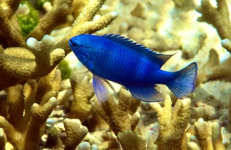 藍魔鬼魚有哪些品種：藍魔鬼魚（atropisschlegelivar.nigripinnis）
