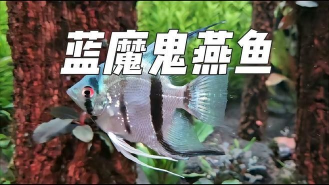 藍魔鬼魚有哪些品種：藍魔鬼魚（atropisschlegelivar.nigripinnis）