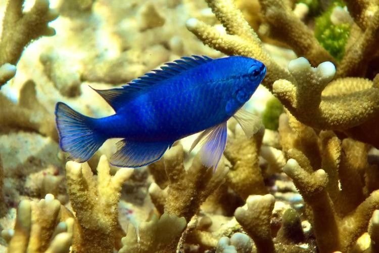 藍魔鬼魚有哪些品種：藍魔鬼魚（atropisschlegelivar.nigripinnis）