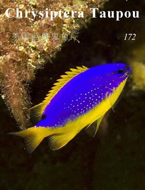 藍魔鬼魚有哪些品種：藍魔鬼魚（atropisschlegelivar.nigripinnis）