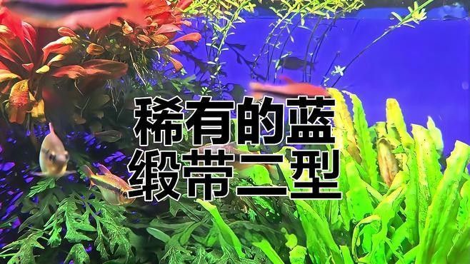藍魔鬼魚有哪些品種：藍魔鬼魚（atropisschlegelivar.nigripinnis）
