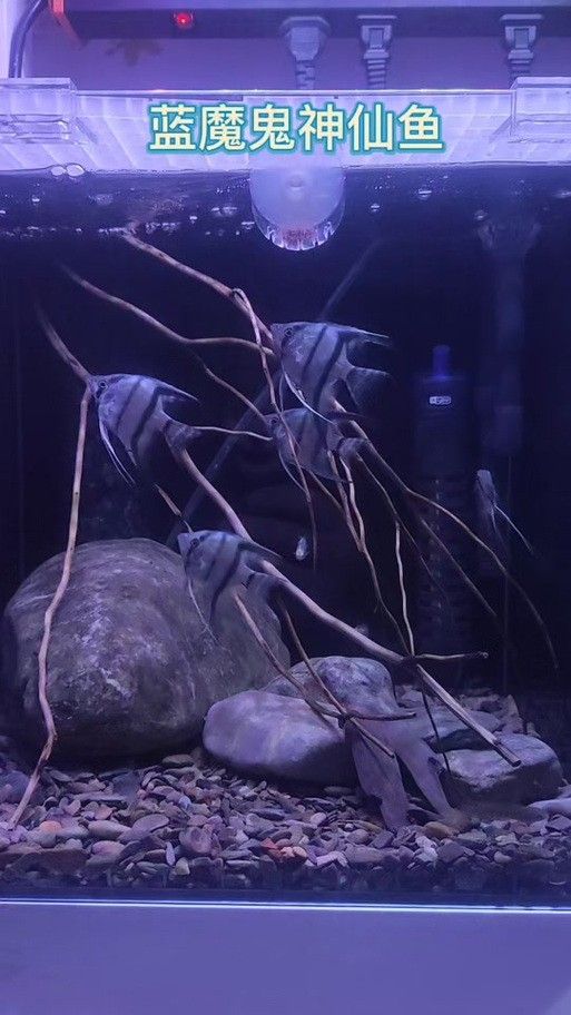 藍魔鬼魚有哪些品種：藍魔鬼魚（atropisschlegelivar.nigripinnis）