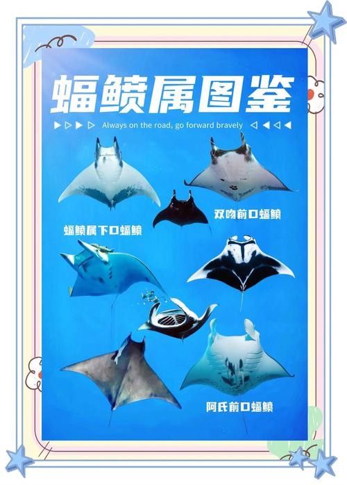 藍魔鬼魚有哪些品種：藍魔鬼魚（atropisschlegelivar.nigripinnis）
