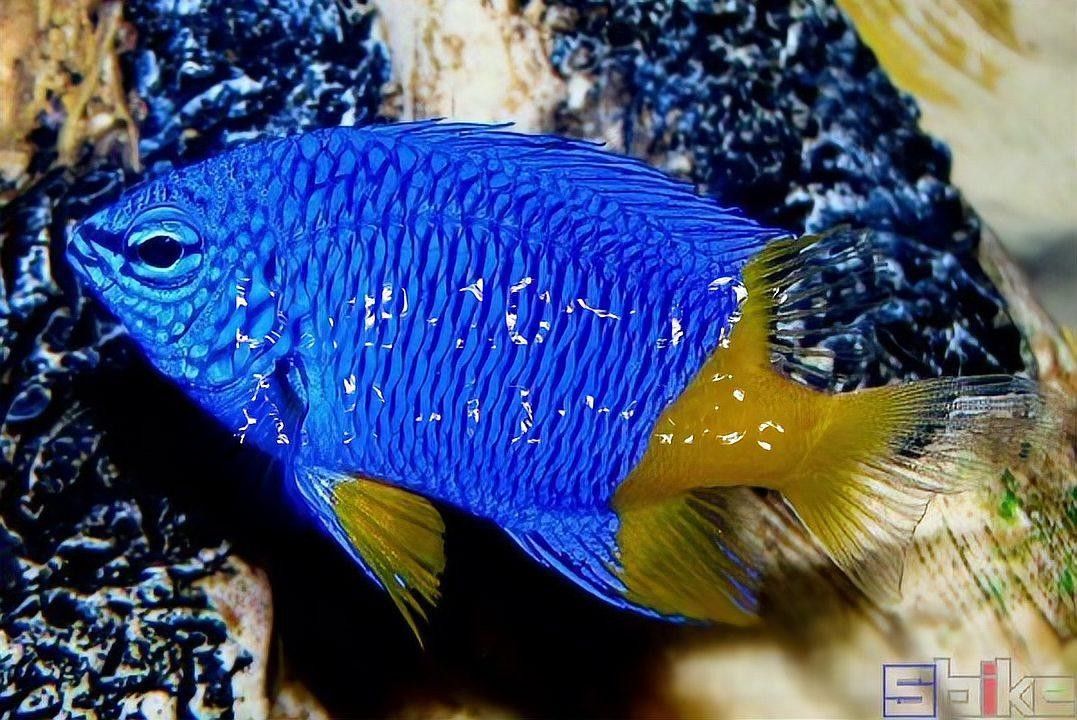 藍魔鬼魚有哪些品種：藍魔鬼魚（atropisschlegelivar.nigripinnis）