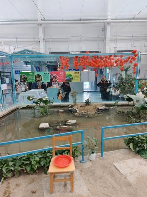 北京龍魚回收市場價格如何？：北京龍魚回收價格分析