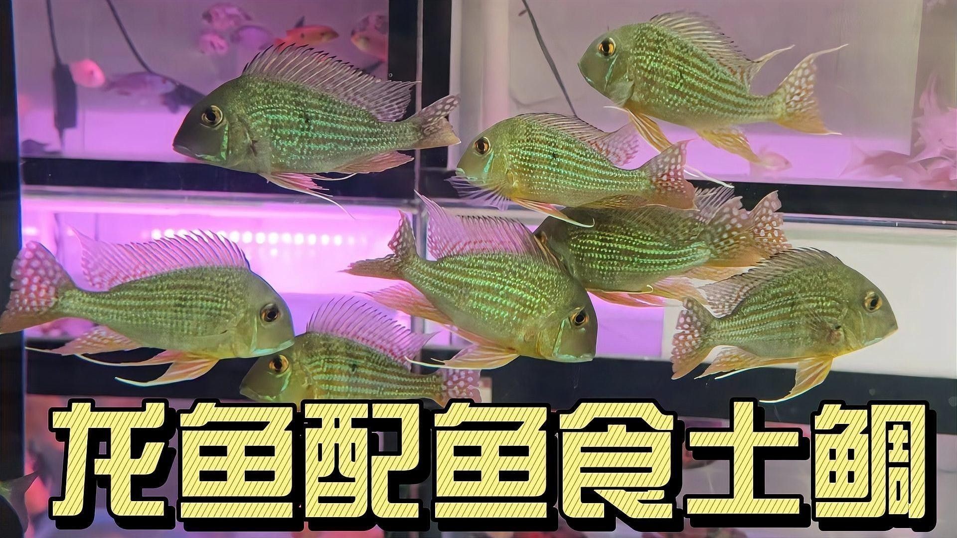 關刀魚和龍魚混養需要多大的魚缸：關刀魚和龍魚混養的注意事項