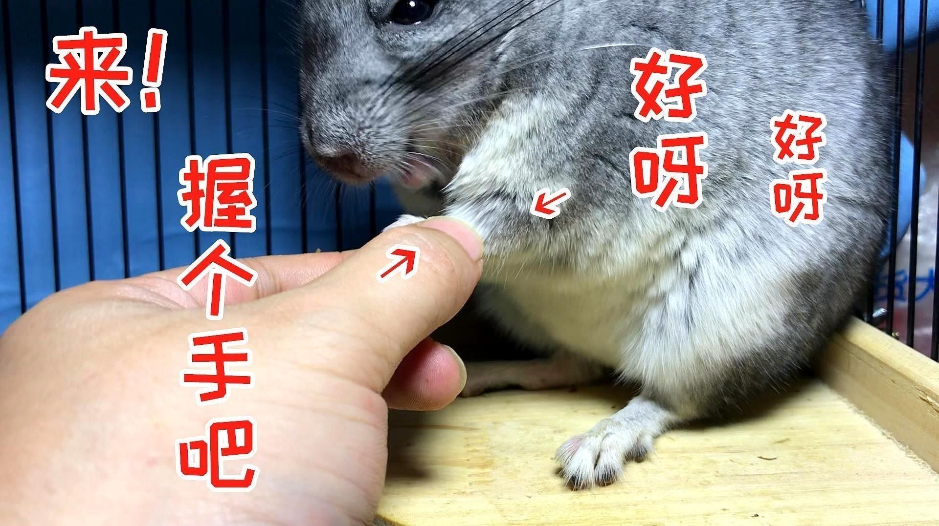 龍貓如何判斷是否適應：養龍貓先搞懂這5點判斷龍貓是否適應新環境的表現