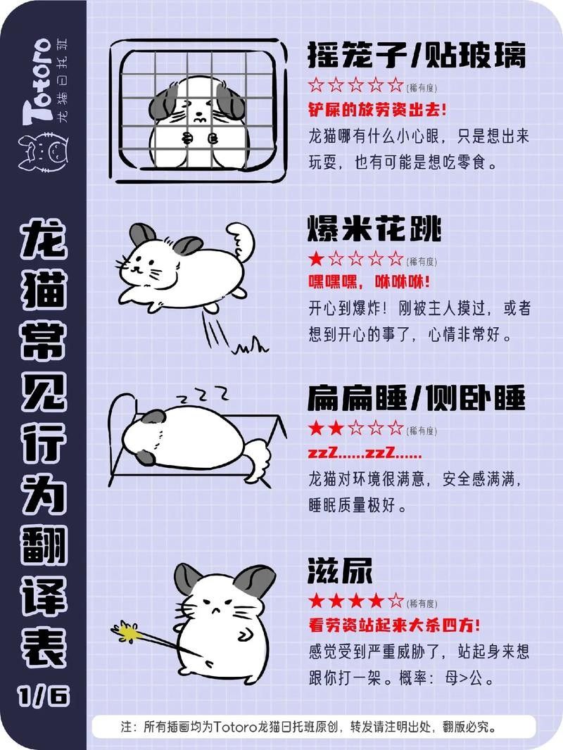 龍貓如何判斷是否適應：養龍貓先搞懂這5點判斷龍貓是否適應新環境的表現