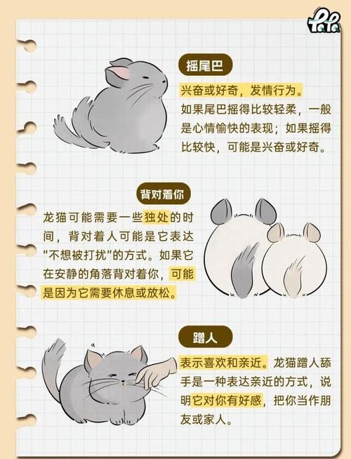 龍貓如何判斷是否適應：養龍貓先搞懂這5點判斷龍貓是否適應新環境的表現