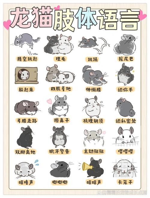 龍貓如何判斷是否適應：養龍貓先搞懂這5點判斷龍貓是否適應新環境的表現