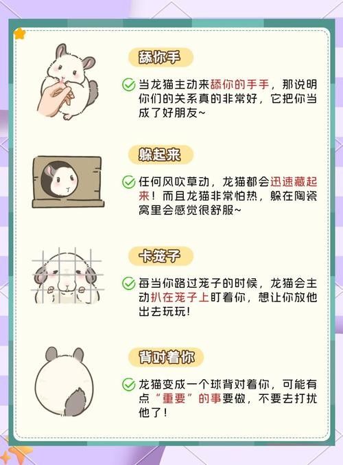 龍貓如何判斷是否適應：養龍貓先搞懂這5點判斷龍貓是否適應新環境的表現