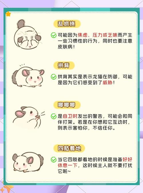 龍貓如何判斷是否適應：養龍貓先搞懂這5點判斷龍貓是否適應新環境的表現