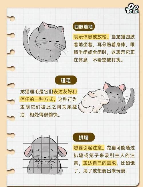 龍貓如何判斷是否適應：養龍貓先搞懂這5點判斷龍貓是否適應新環境的表現