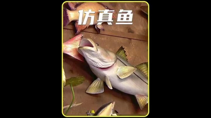 龍魚標本制作有哪些步驟：空氣養魚日記之龍魚標本制作