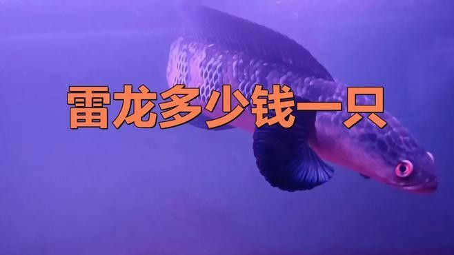 黑魔神雷龍魚的價(jià)格是多少：黑魔神雷龍魚價(jià)格 黑魔神雷龍魚的價(jià)格是多少：黑魔神雷龍魚價(jià)格 龍魚百科 第2張