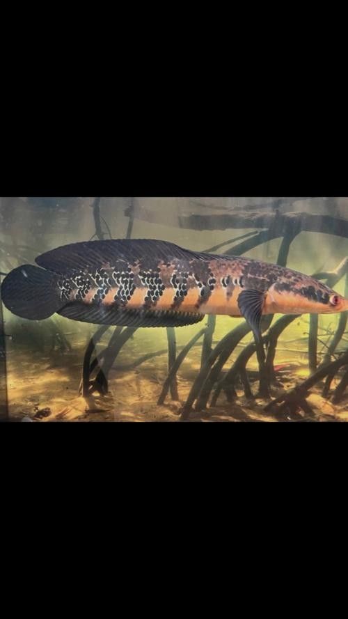 黑魔神雷龍魚的價(jià)格是多少：黑魔神雷龍魚價(jià)格 黑魔神雷龍魚的價(jià)格是多少：黑魔神雷龍魚價(jià)格 龍魚百科 第6張