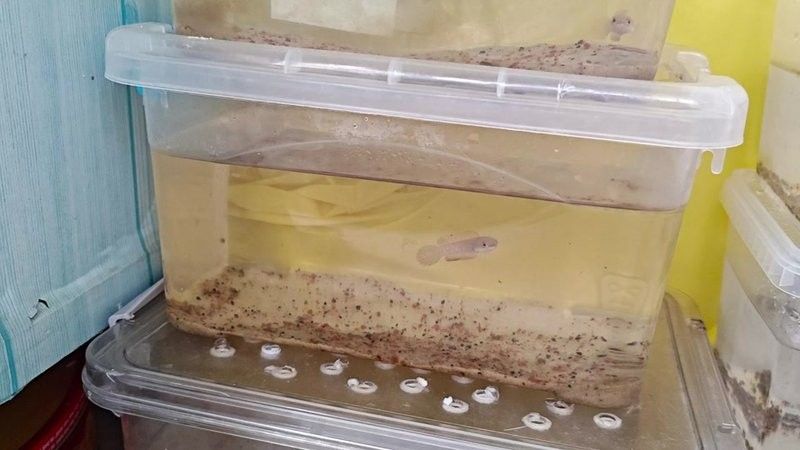 雷龍魚中哪個(gè)品種最受歡迎：嗶哩嗶哩，雷龍魚大全之常見大型雷龍篇