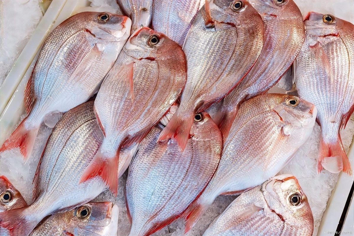 如何烹飪北海龍魚？：北海龍魚的烹飪技巧和技巧和技巧，潮汕人從小吃到大搜狐新聞聽
