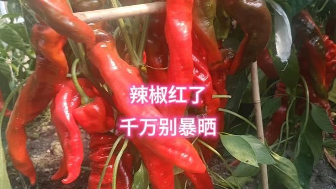 辣椒紅龍性成熟后如何采收？：如何采摘辣椒紅龍