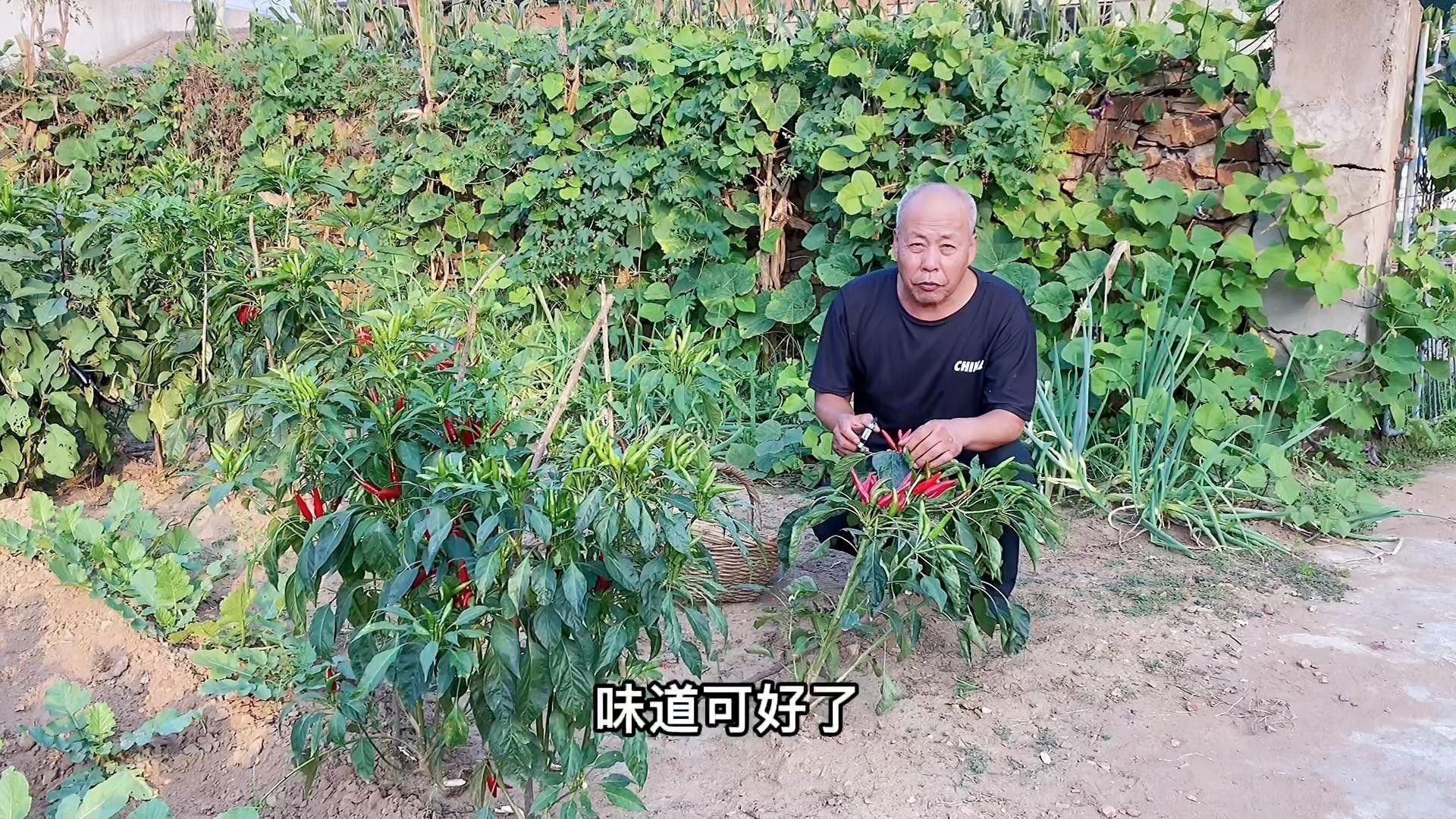 辣椒紅龍性成熟后如何采收？：如何采摘辣椒紅龍
