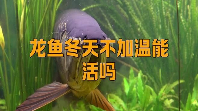 金龍魚冬季如何保溫？：金龍魚冬季保溫的重點