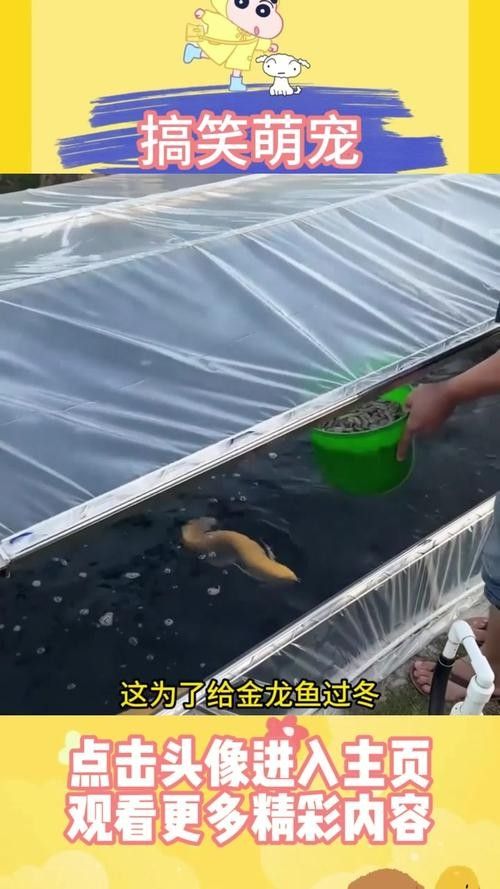 金龍魚冬季如何保溫？：金龍魚冬季保溫的重點(diǎn)