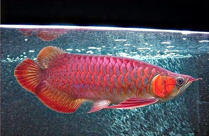如何判斷龍魚鰭是否恢復？：如何判斷龍魚鰭是否恢復