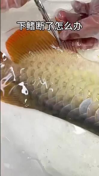 如何判斷龍魚鰭是否恢復？：如何判斷龍魚鰭是否恢復